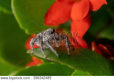 Adult Jumping Spider On A Flaming Katy Plant