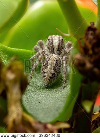 Adult Jumping Spider On A Flaming Katy Plant