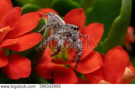 Adult Jumping Spider On A Flaming Katy Plant