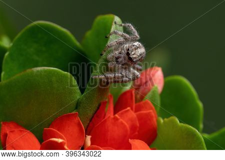 Adult Jumping Spider On A Flaming Katy Plant