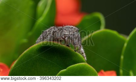 Adult Jumping Spider On A Flaming Katy Plant