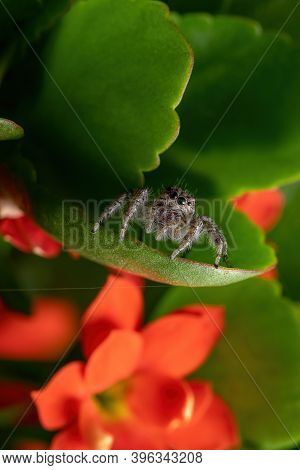 Adult Jumping Spider On A Flaming Katy Plant