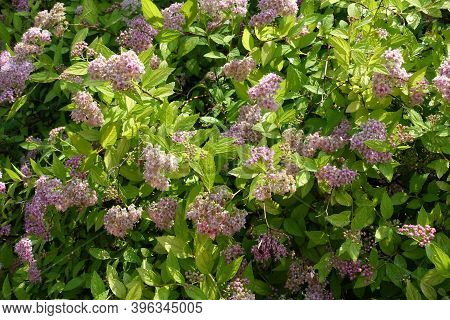 Greenish Yellow Leafage And Pale Pink Flowers Of Japanese Meadowsweet In June