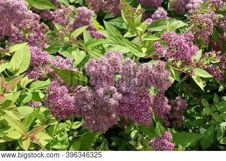 Hundreds Of Pink Flowers Of Japanese Meadowsweet In June