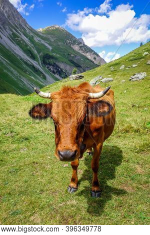 Cows In Alpine Pasture, Pralognan La Vanoise, French Alps