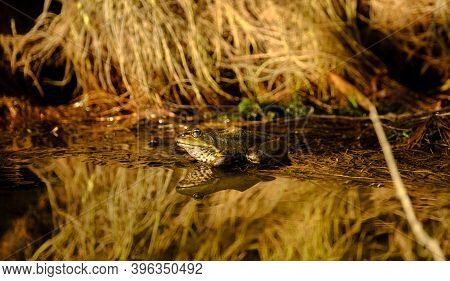 A Frog Sitting At The Water Pond With Nice Reflection Surrounded By Root Trees