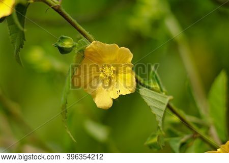 Light Yellow Color Flower Of Flannel Weed Or Sida Cordifolia