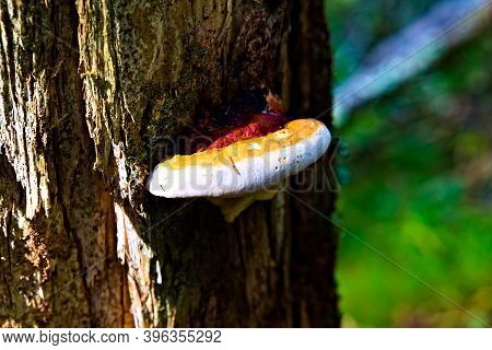 Orange And White Mushroom Growing On The Trunk Of A Dead Tree.