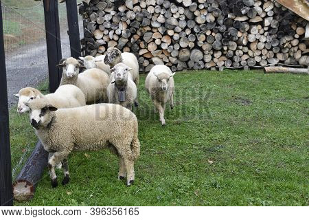 Sheep With Horns Standing At The Fence In Domestic Breeding