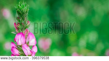 Beautiful Spring Background. Pink Flowers, Soft Focus Macro. Expressive Artistic Image Of Spring Nat
