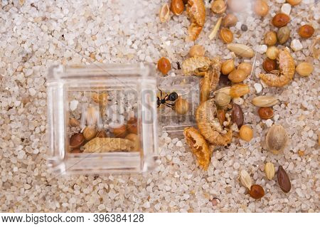 Ants Messor Structor In A Formicaria Closeup
