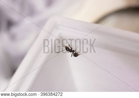 Ants Messor Structor In A Formicaria Closeup