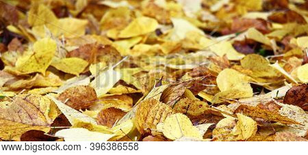 Autumn. Leaf Fall Season. On The Earth The Fallen-down Yellow Leaves Of A Linden Lie. Bright Backgro
