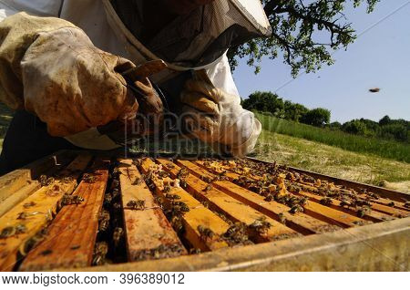 Beekeeper At Work At The Beehive, Beekeeping And Honey Production