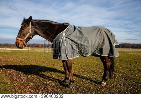 Brown Adult Horse Covered With Horse Blanket, Standing In The Meadow. Beautiful Horse On The Field I