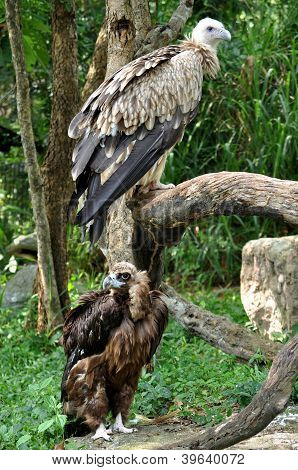 Himalayan Griffon Vulture And Cinereous Vulture