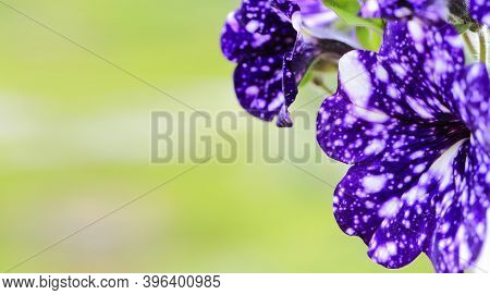 Beautiful White And Purple Flowers , Called Petunias (petunia Atkinsiana) As An Ornamental Element O