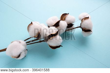 Beautiful White Cotton Flowers On A Blue Background.cotton Industry. The Concept Of Easter. The Deco