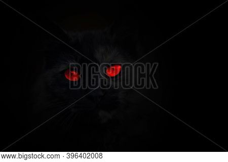 Red Eyes Of Cat On A Black Background.red Eye Effect.
Red Eyes Of A Cat On A Black Background.