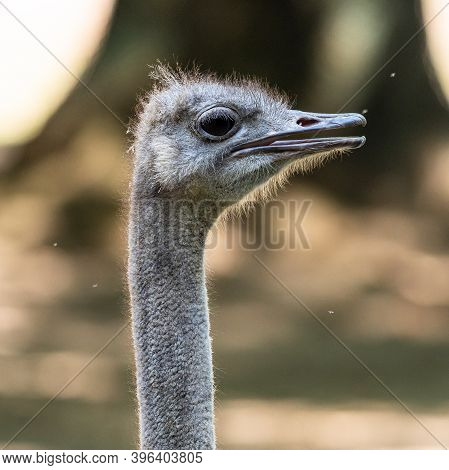 The Common Ostrich, Struthio Camelus, Or Simply Ostrich, Is A Species Of Large Flightless Bird Nativ