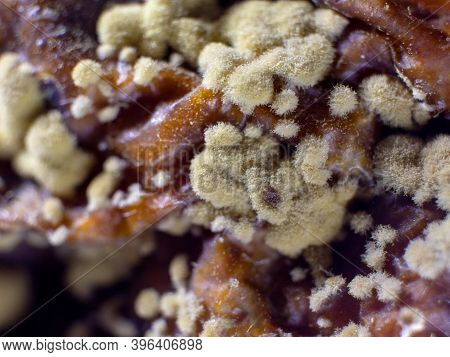 Dangerous Mold And Bacteria. The Concept Of Dampness, Moisture, Dust, And Respiratory Problems. Micr
