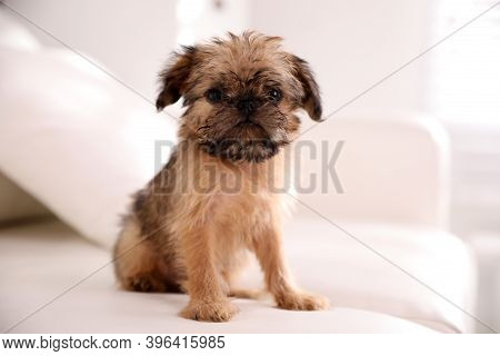 Adorable Brussels Griffon Puppy Sitting On Sofa Indoors
