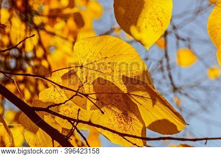 Rel Pretty Autumn Yellow Leaves In Sunlight Large Happy Mood