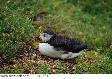 Puffins At The Skellig Islands In Ireland