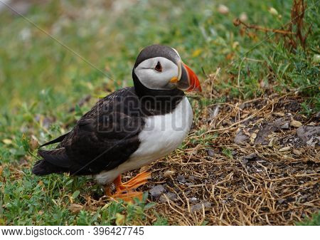 Puffins At The Skellig Islands. The Island Of Skellig Michael, Also Known As The Great Skellig, Is H