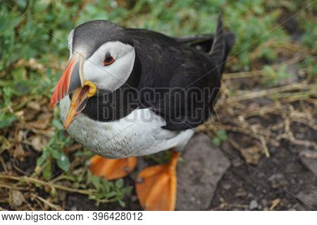 Puffins At The Skellig Islands In Ireland