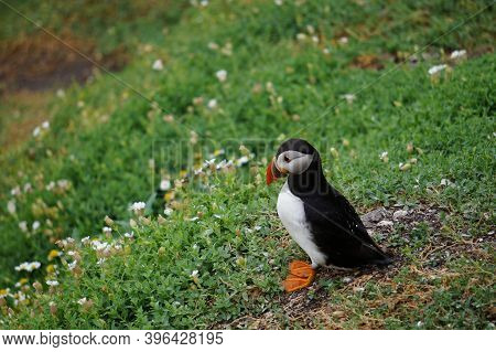 Puffins At The Skellig Islands In Ireland