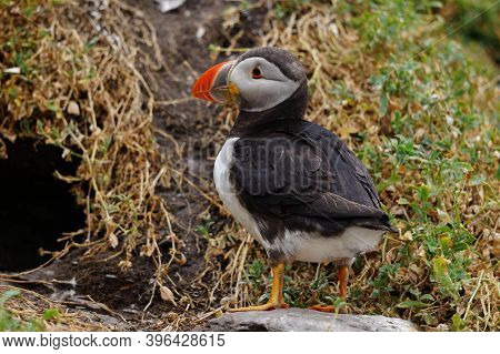 Puffins At The Skellig Islands. The Island Of Skellig Michael, Also Known As The Great Skellig, Is H