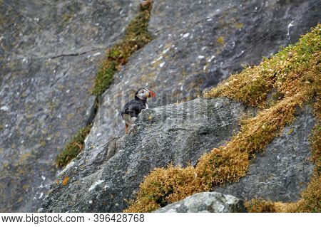 Puffins At The Skellig Islands In Ireland