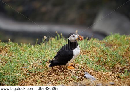 Puffins At The Skellig Islands In Ireland