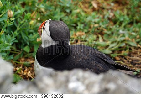 Puffins At The Skellig Islands. The Island Of Skellig Michael, Also Known As The Great Skellig, Is H