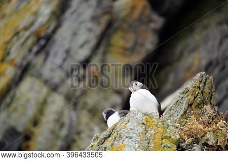 Puffins At The Skellig Islands In Ireland