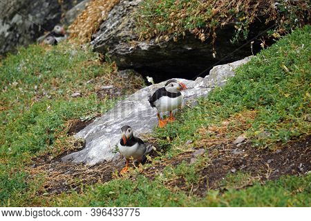 Puffins At The Skellig Islands In Ireland