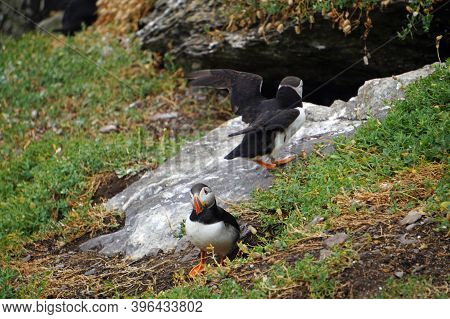 Puffins At The Skellig Islands In Ireland