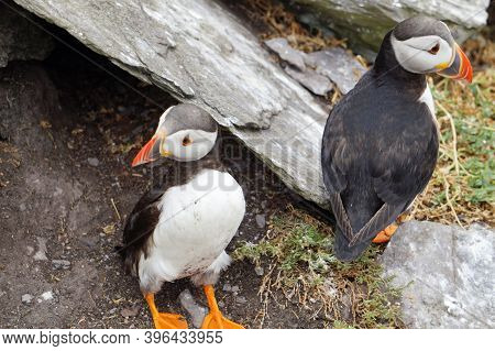 Puffins At The Skellig Islands. The Island Of Skellig Michael, Also Known As The Great Skellig, Is H