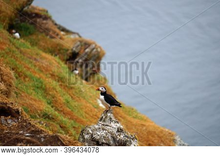Puffins At The Skellig Islands In Ireland