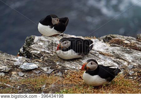 Puffins At The Skellig Islands In Ireland