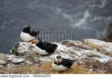 Puffins At The Skellig Islands In Ireland