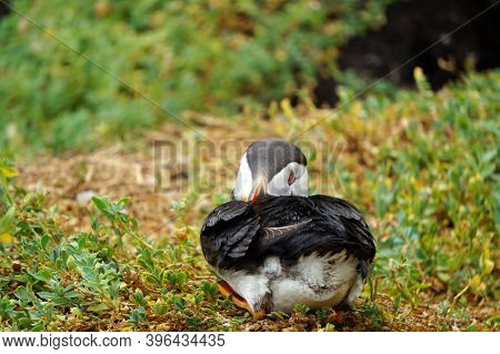Puffins At The Skellig Islands. The Island Of Skellig Michael, Also Known As The Great Skellig, Is H