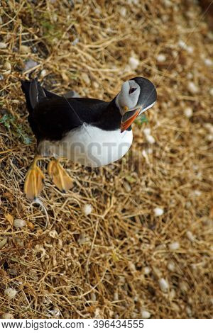 Puffins At The Skellig Islands In Ireland