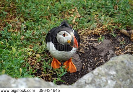 Puffins At The Skellig Islands In Ireland