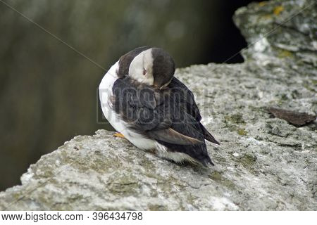 Puffins At The Skellig Islands In Ireland