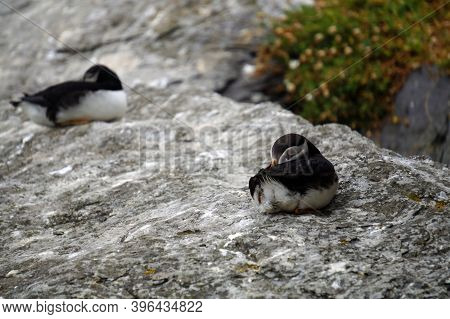 Puffins At The Skellig Islands. The Island Of Skellig Michael, Also Known As The Great Skellig, Is H