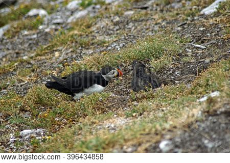 Puffins At The Skellig Islands In Ireland