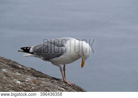 Gulls  Gannets And Other Seabirds At The Skellig Islands