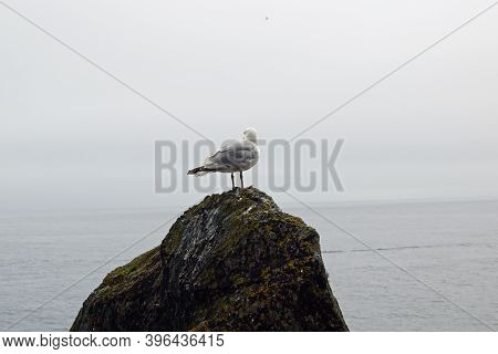 Gulls  Gannets And Other Seabirds At The Skellig Islands